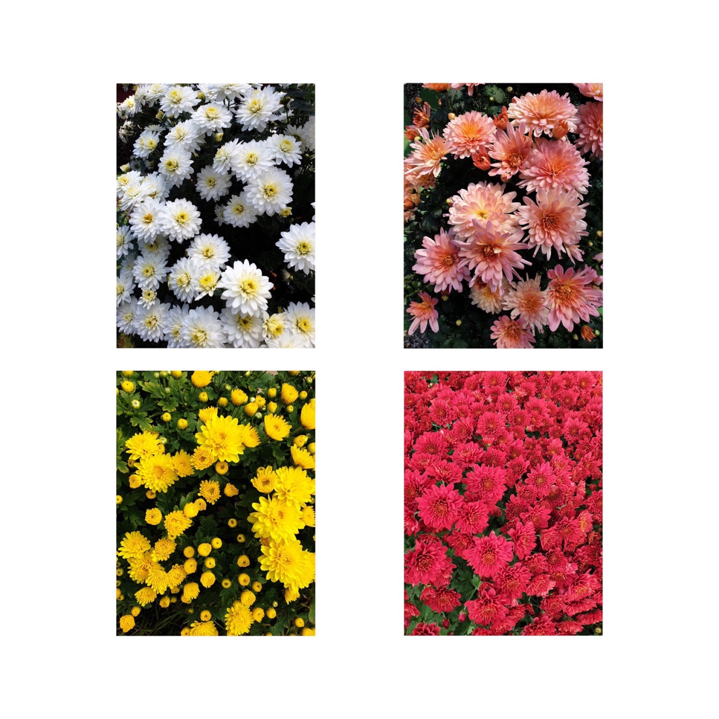 6d222c03b57bbac5777e5455226bcaa8_KakaoTalk_20210813_223626345_07.jpg