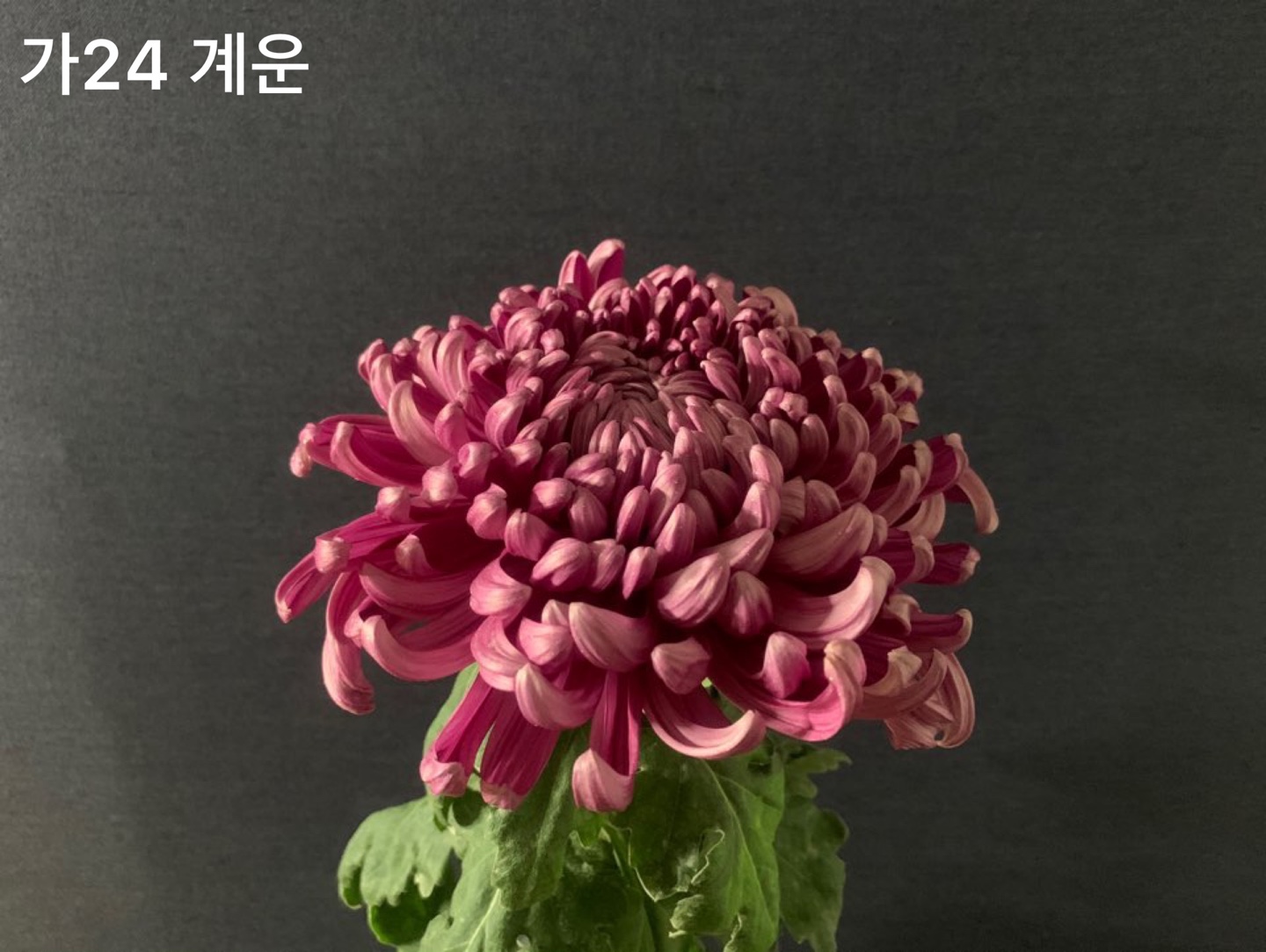 6d222c03b57bbac5777e5455226bcaa8_KakaoTalk_20210627_112352852_19.jpg