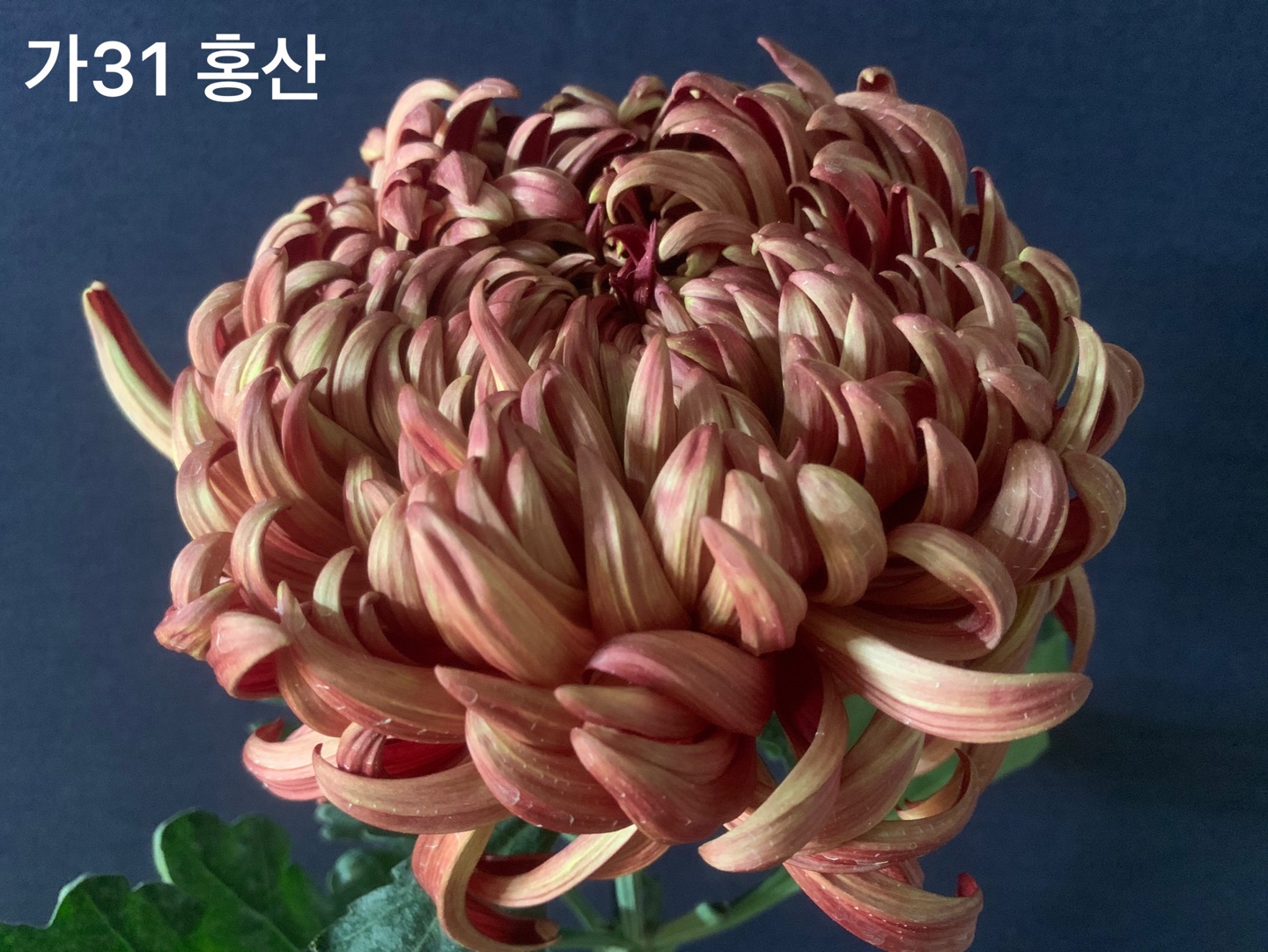 6d222c03b57bbac5777e5455226bcaa8_KakaoTalk_20210627_112352852_22.jpg