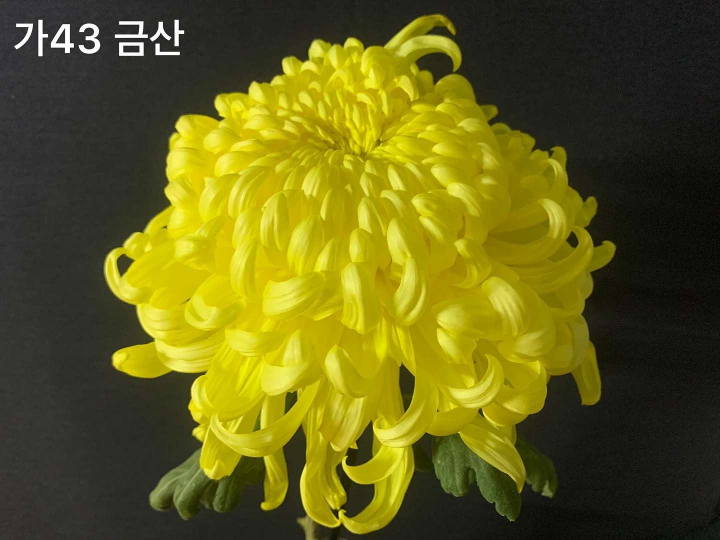 6d222c03b57bbac5777e5455226bcaa8_KakaoTalk_20210627_112352852_24.jpg